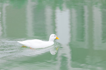 Obraz premium white duck