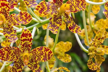 Orchid