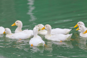 white duck