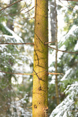 冬の日差しをあびる木