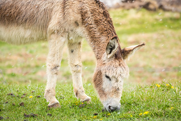 Cute, furry donkey