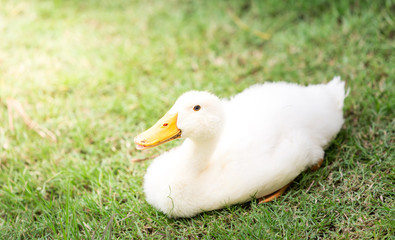 white duck