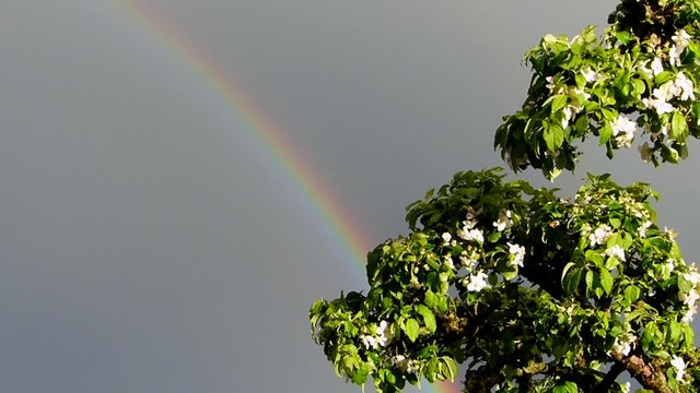 Rainbow after a storm in the spring