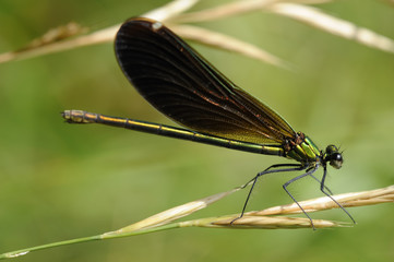 demoiselle verte (Calopterix virgo meridionalis)