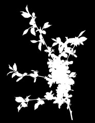 sakura simple branch white silhouette with flowers