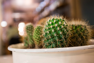 mini cactus in bowl