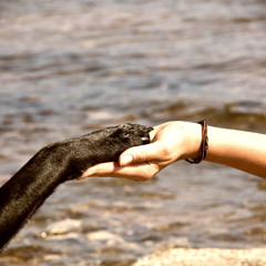 paw in hand (27)