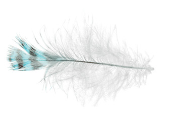 single striped light blue feather with down