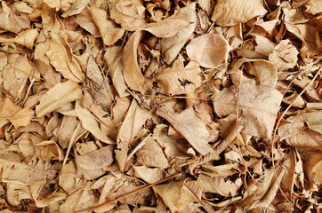 Dry leaves background