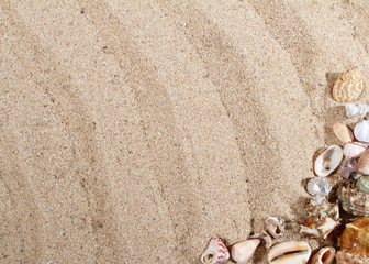 Fototapeta na wymiar sand texture with shells framing