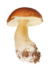 medium cep mushroom isolated on white