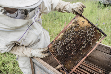 Beekeeper is working with bees and beehives on the apiary.