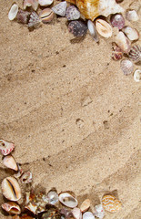 Fototapeta na wymiar sand texture with shells framing