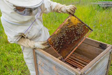 Beekeeper is working with bees and beehives on the apiary.