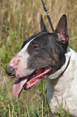 Bull Terrier Dog on nature on field