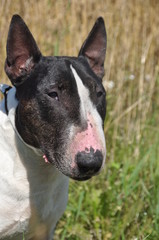 Bull Terrier Dog on nature on field