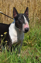 Bull Terrier Dog on nature on field