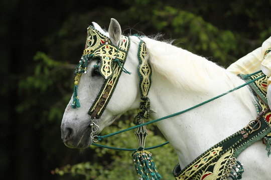 Berber Pferd im Fantasia Outfit