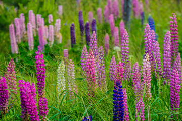 Beautifull summer flowers.Ligo time in Latvia.