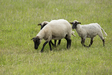 Three sheep