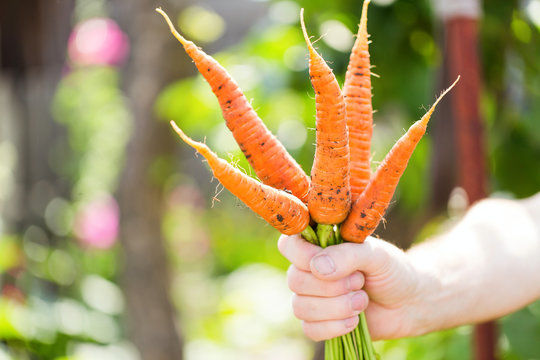 Fresh carrots in the hands of a farmer