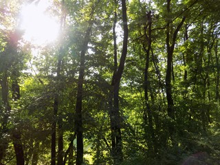 Deciduous forest and sun