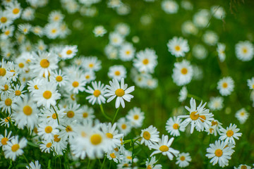 Fototapeta premium Beautifull summer flowers. Ligo time in Latvia.