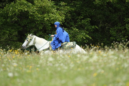 Berber - Galopp in Blumenwiese