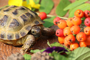Черепаха 12
