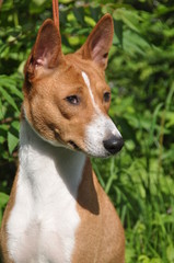 Obraz premium Basenji dog outside