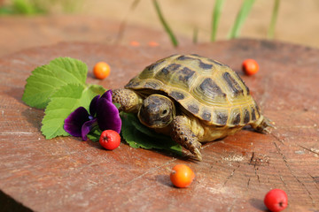 Черепаха 6