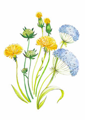 Dandelion and herbs watercolor illustration hand painted in vintage manner