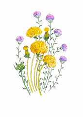 Fototapeta premium Dandelion and herbs watercolor illustration hand painted in vintage manner