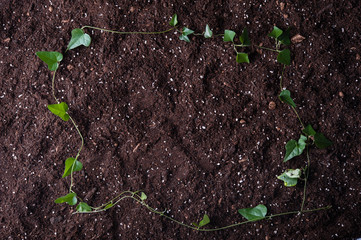 土と植物の葉,テクスチャ