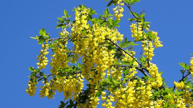 Golden Rain, Laburnum anagyroides, detail, flowers