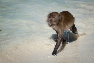 Monkey at the Monkey beach in Koh phi phi island,Thailand