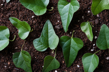 土と植物の葉,テクスチャ