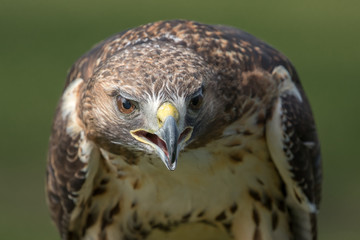 Red Tailed hawk headshot with green background.