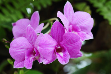 orchid