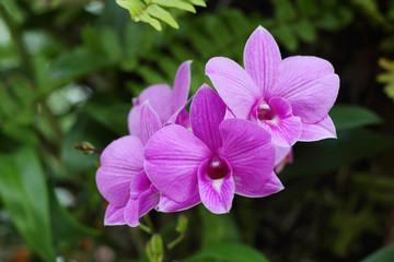 orchid