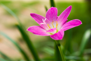  Zephyranthes Lily