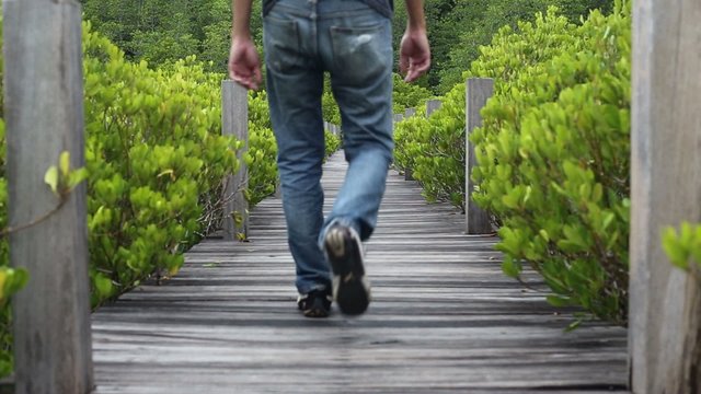 Mangrove forest with wood Walk way