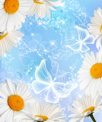 Poster Daisy and butterflies © Marisha