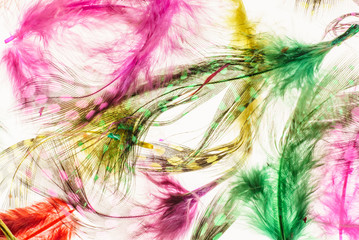 color feathers