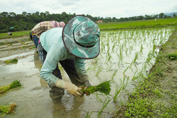 rice seedling transplanting in countryside