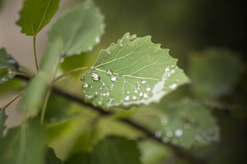 Green leaf with dew drops
