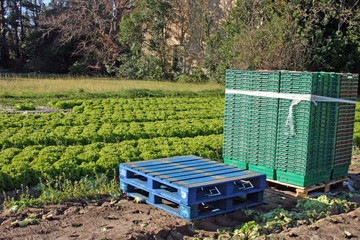 Culture de salade