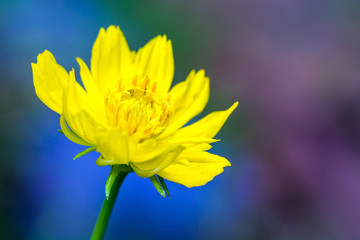Yellow cosmos flower on colorful background