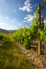 Fototapeta na wymiar Sunset in a vineyard in Italy