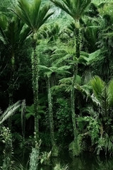 Beautiful forest, west coast, New Zealand